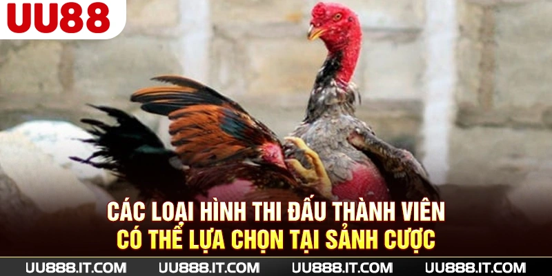 Các loại hình thi đấu thành viên có thể lựa chọn tại sảnh cược