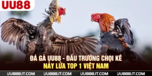 Đá gà UU88