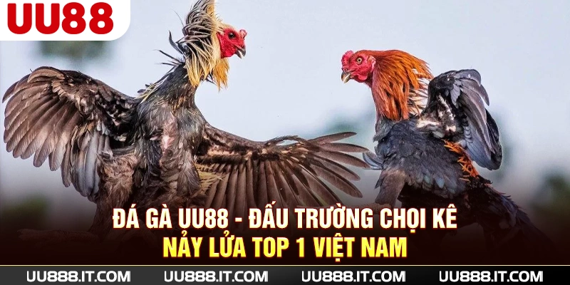 Đá gà UU88