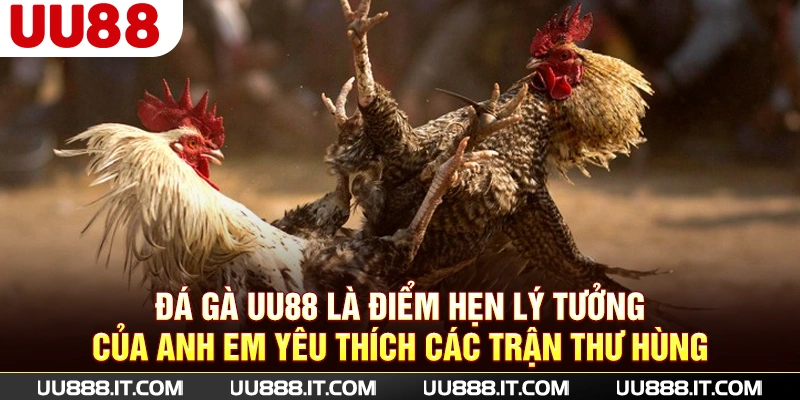Đá gà UU88 là điểm hẹn lý tưởng của anh em yêu thích các trận thư hùng