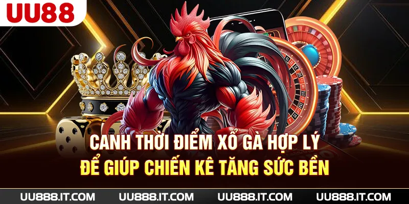 Canh thời điểm xổ gà hợp lý để giúp chiến kê tăng sức bền