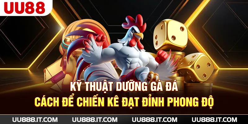 Kỹ Thuật Dưỡng Gà Đá - Cách Để Chiến Kê Đạt Đỉnh Phong Độ