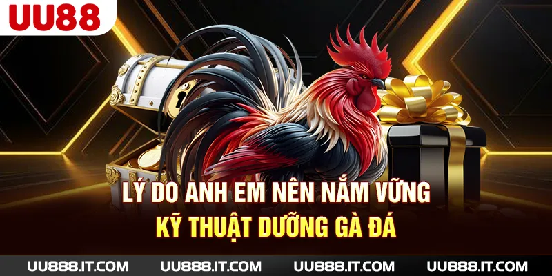 Lý do anh em nên nắm vững kỹ thuật dưỡng gà đá